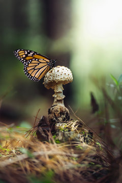 mariposa hongo