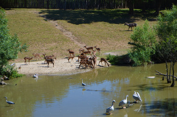 Dvůr Králové Zoo