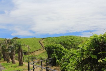 南伊豆　ユウスゲ公園