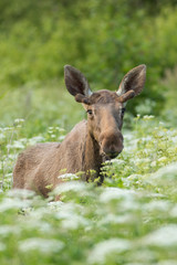 Naklejka na ściany i meble Young Male Moose (Alces alces)