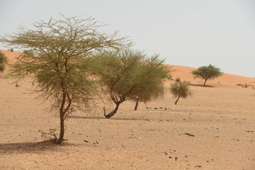 Fototapeta na wymiar les arbres qui resistent au intemperites du desert