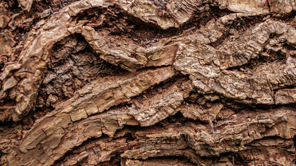 Wooden bark texture. High quality unique texture of tree bark. Close up backdrop.