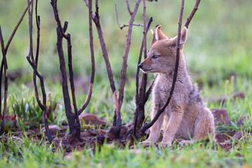 Lone Black Backed Jackal pup sitting in short green grass explore the world