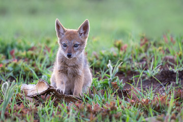 Lone Black Backed Jackal pup sitting in short green grass explore the world