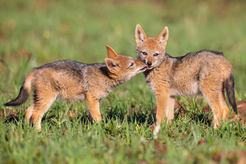 Two Black Backed Jackal puppies play in short green grass to develop skills