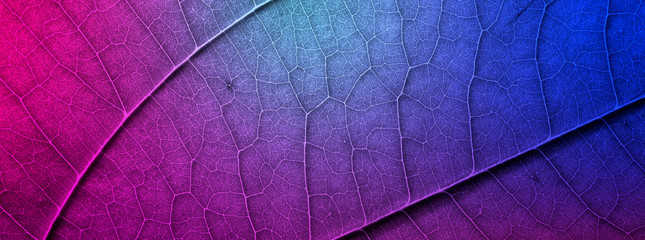 Colorful leaves texture header design