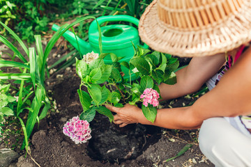 Woman gardener transplanting hydrangea flowers from pot into wet soil. Summer garden work.