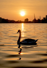 Swan on lake at sunrise