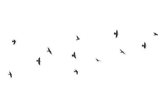 silhouette of a flock of flying birds © estherpoon
