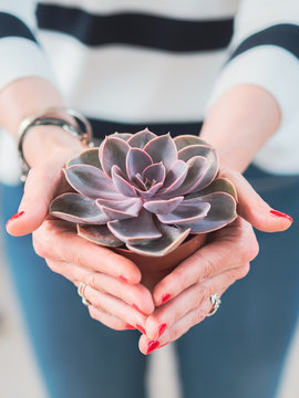 Crop woman tenderly holding potted Echeveria plant on blurred background