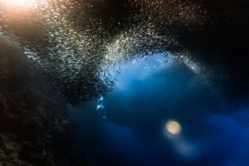 Freediving with a massive school of sardines in an underwater cliff