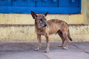Poor, unwanted, homeless dog in the Streets of Old City of Trinidad, Cuba, during a sunny day.