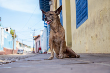 Poor, unwanted, homeless dog in the Streets of Old City of Trinidad, Cuba, during a sunny day.
