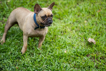 French bulldog is standing on the rock