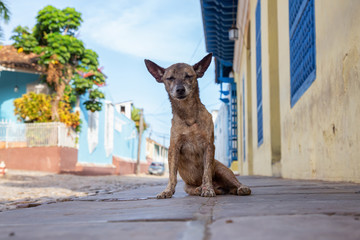 Poor, unwanted, homeless dog in the Streets of Old City of Trinidad, Cuba, during a sunny day.