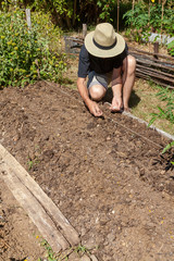 Au potager - jardinier semant des graines de haricot