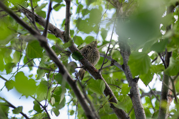 little Sparrow sitting on a branch