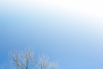 Background of Tone blue evening branch  natural texture Bottom corner in Phuket Thailand