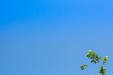 Fototapeta premium Background of Tone blue evening leaves green natural texture Bottom corner in Phuket Thailand
