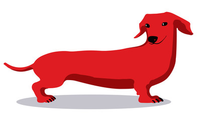 Sly red dachshund on a white background. Vector image