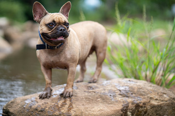 French bulldog is standing on the rock