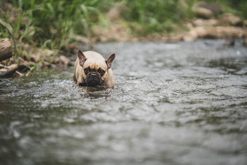 French bulldog is playing at the stream