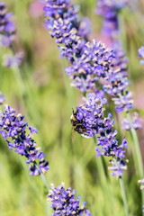Bienen sammeln Nektar auf Lavendelblüten