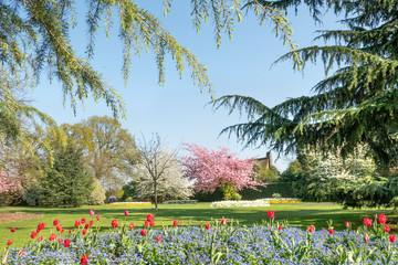Springtime flowers in the park
