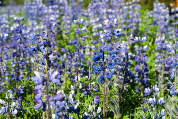 Field of blue lupin flowers in Iceland