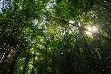 Bamboo forest Near Waterfall Natural forest prolific ,in Phang Nga National Park, Thailand