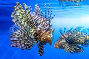Fototapeta na wymiar Pair of dangerous lionfish zebra fish in sea water.