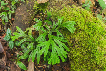 Leaves nature Near Waterfall  forest prolific ,in Phang Nga National Park, Thailand