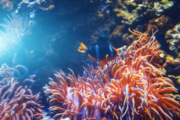 Naklejka na ściany i meble Fish and polyps with corals in the aquarium.