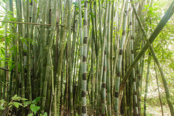 Bamboo forest Natural forest prolific ,in Phang Nga National Park, Thailand