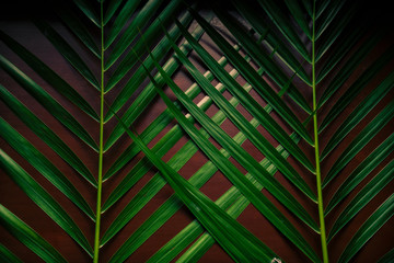 Green leaves Palm texture background dark at phuket Thailand
