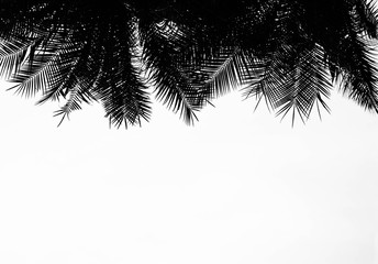 closeup palm leaves  - monochrome