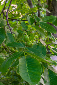 Branch with green unripe walnuts, walnut ripening