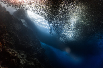 Freediving with a massive school of sardines in an underwater cliff