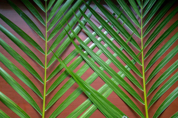 Green leaves Palm texture background  at phuket Thailand