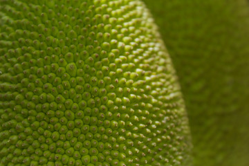 Jackfruit background, natural green, macro texture