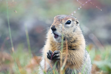 Gopher monitors the situation around