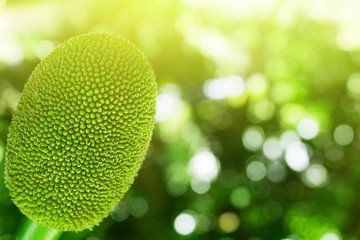 Jackfruit On the tree and young in phuket Thailand, Jackfruits Artocarpus heterophyllus