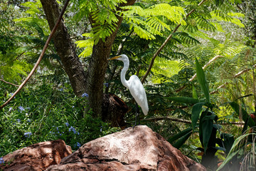 Great White Egret
