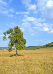 Fototapeta na wymiar birch on a background of mountain forests