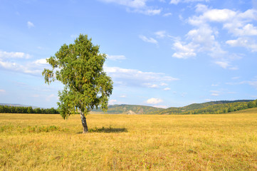 Fototapeta na wymiar birch on a background of mountain forests
