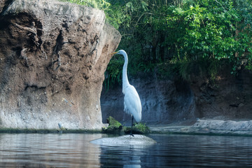 Great White Egret