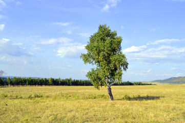 birch on a background of mountain forests