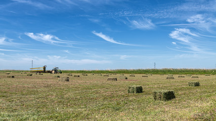 Fototapeta na wymiar Tractor harvesting small green haystacks