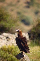 The cinereous vulture (Aegypius monachus) also known as the black vulture, monk  or Eurasian black vulture sitting on the feeding place. Big black vulture.