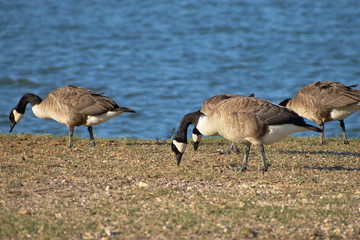Blue Lake on a Summer Day